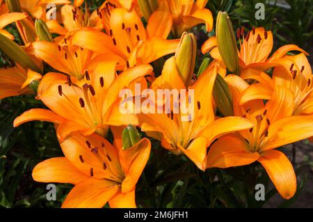 Bellissimi gigli fioriti Foto Stock