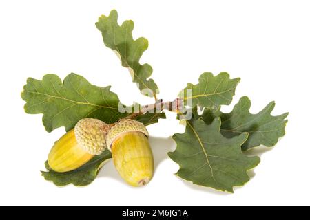 Ghiande gialle grandi su sfondo bianco delle foglie Foto Stock