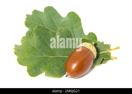 Grande acorno marrone su foglie di quercia sfondo bianco Foto Stock