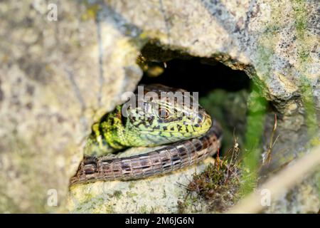 Una lucertola di recinzione maschile si nasconde e si mimetisce bene su una roccia calda. Foto Stock