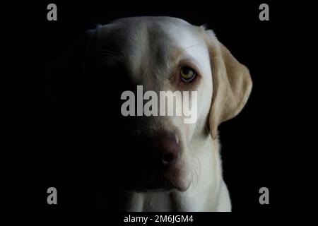 Giallo Labrador Retriever Foto Stock