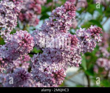 Il lilla comune (Syringa vulgaris), noto anche come lilla francese o semplicemente il lilla fiorente nel giardino. Foto Stock