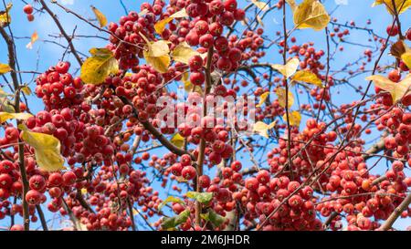 Mela di granchio di foglia di plumleaf o mela cinese sul ramo dell'albero vista ad angolo basso. Messa a fuoco selettiva inclusa. Foto Stock