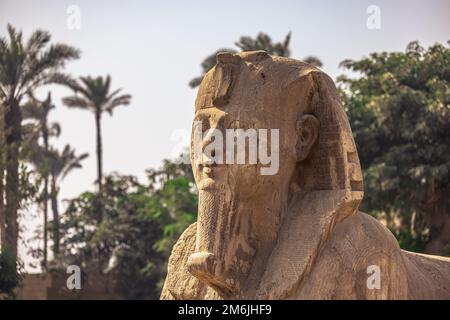 Memphis, Egitto - 14 novembre 2021: Statua della Sfinge della regina Hatshepsut nell'antica città di Memphis, Egitto Foto Stock