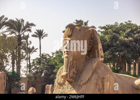 Memphis, Egitto - 14 novembre 2021: Statua della Sfinge della regina Hatshepsut nell'antica città di Memphis, Egitto Foto Stock