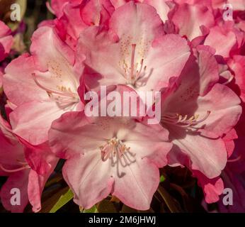 Fiori di rododendro rosso in fiore nel giardino. Primo piano. Dettaglio. Macro. Foto Stock