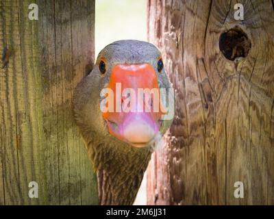 Un'oca che guarda curiosamente attraverso una recinzione Foto Stock