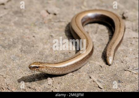 Lucertola di verme lenta senza legumi sulla terra Foto Stock