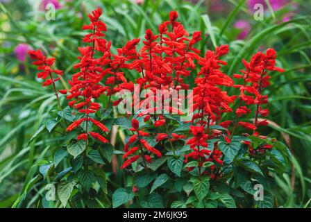 Salvia Scarlet - Salvia splendens Vista Red fiore nel letto giardino Foto Stock