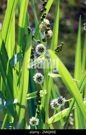 Riccio ramificato (Sparganium erectum) - pianta fiorita nel laghetto giardino di un giardino naturale Foto Stock
