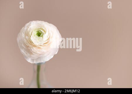 Bel fiore rosa ranunculus su sfondo beige con spazio copia per il testo Foto Stock