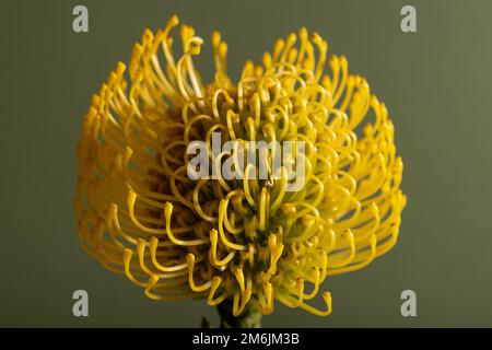 Giallo Protea Pincushion fiore diagonale su sfondo verde. Foglie e stelo visibili. Foto Stock