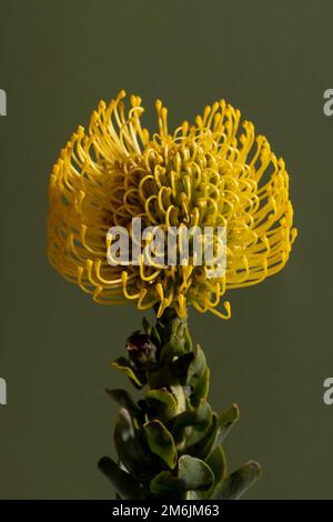 Giallo Protea Pincushion fiore diagonale su sfondo verde. Foglie e stelo visibili. Foto Stock