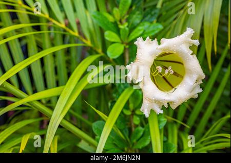 Fiore tropicale esotico Calice Vine Foto Stock