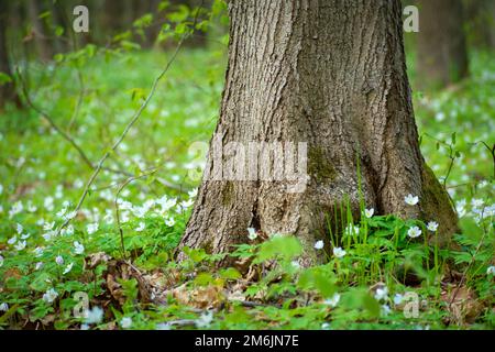 Legno anemone fiori crescere da un grande tronco di albero Foto Stock