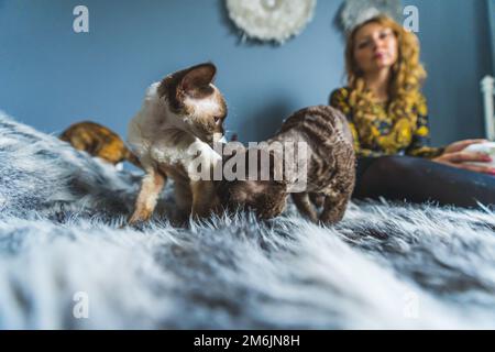 Due piccoli gattini Devon rex che giocano su una coperta. Sfondo sfocato con una donna seduta in un soggiorno. Concetto PET. Scatto medio. Foto di alta qualità Foto Stock