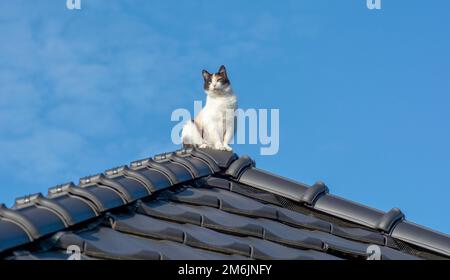 Un gatto di tre colori seduto sulla parte superiore del tetto di tegole nere. Foto Stock