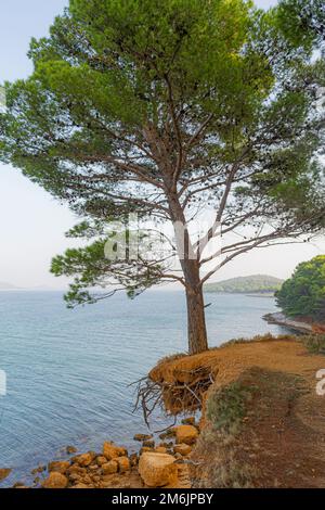 Uno scatto verticale di un famoso pino sospeso sopra la spiaggia rossa Podbrizi a Vrgada, Croazia Foto Stock