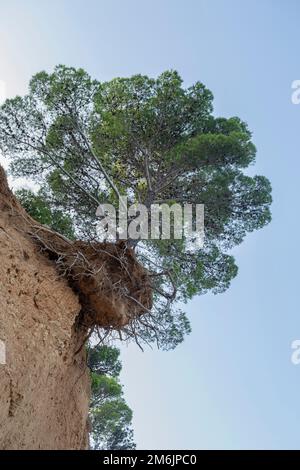 Uno scatto verticale di un famoso pino sospeso sopra la spiaggia rossa Podbrizi a Vrgada, Croazia Foto Stock