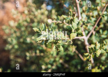 foglie di quercia di lecci nel mese di gennaio Foto Stock