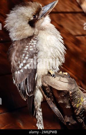 Jägerliest oder Lachender Hans (Dacelo novaeguineae) in einem Tierpark, Nordrhein-Westfalen, Deutschland, Mechernich Foto Stock