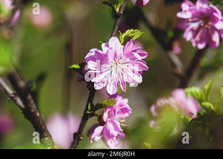 Prunus glandulosa - Rosea Plena fiori rosa doppi di ciliegio cespuglioso cinese in giardino di primavera Foto Stock