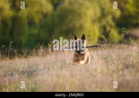 Un pastore tedesco cucciolo cane addestramento e tenendo bastone in mascelle. Su uno sfondo naturale. Foto Stock