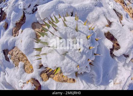 Impianto di Agave innevato al Grand Canyon, Arizona Foto Stock