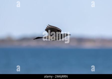 Il grillo comune (Quiscale quiscula) Foto Stock