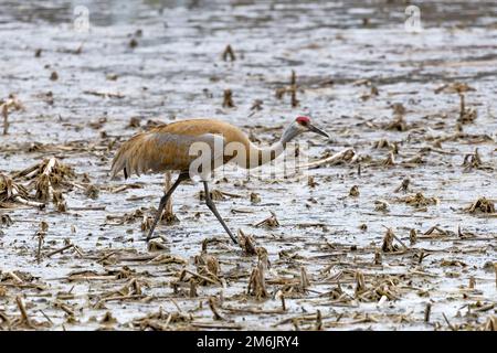 La gru di sabbia (Antigone canadensis) Foto Stock