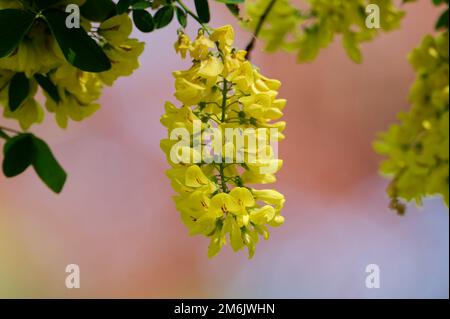 laburnum anagyroides fiori gialli di catena d'oro in primavera Foto Stock