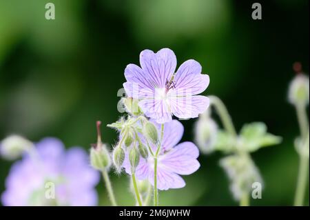 geranio pratense primo piano di fiori blu e boccioli pelosi di prato cranesbilla Foto Stock