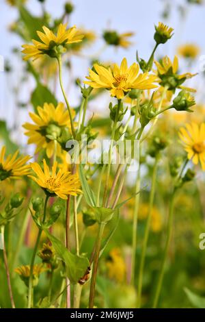 Coltivazione del perfoliatum di Silphium come una coltura di energia Foto Stock