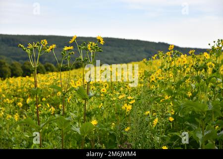 Coltivazione del perfoliatum di Silphium come una coltura di energia Foto Stock