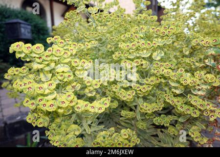 Rouys sprurge (Euphorbia x martinii) Ascot Arcobaleno Foto Stock