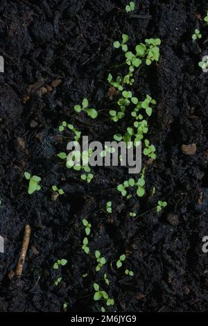 Gruppo di giovani giovani giovani pianta emerge da uno sfondo di composto scuro. Messa a fuoco selettiva con spazio di copia. Le nuove piante crescono verso la forte luce solare Foto Stock