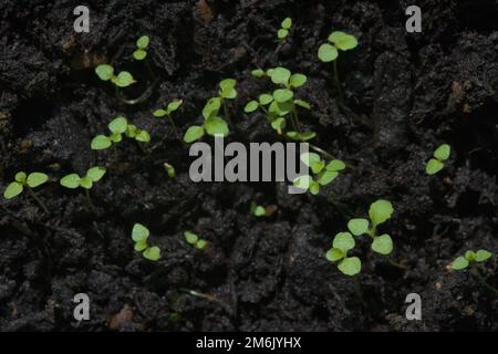 Piccolo gruppo di giovani pianta verdi, macro primo piano con messa a fuoco selettiva. Copia spazio su parte centrale sfocata dell'immagine, sfondo nero composto. Foto Stock