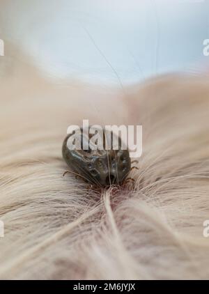 zecche ingorgato nutrire su un cane Foto Stock