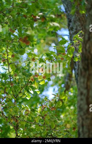 Guardando in su in un grande albero di Gingko con frutta matura abbondante Foto Stock