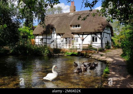 Alresford: Fulling Mill attraverso il fiume Alre con cigno bianco e i suoi otto cigneti a New Alresford, Hampshire, Inghilterra Foto Stock