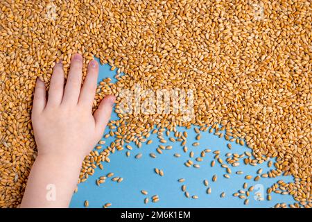 Sfondo di pianta di grano. Agricoltura di natura. Sfondo naturale. Farmer Field. Wheat Crisis. Record prezzi e prezzi elevati per panetteria. Foto Stock