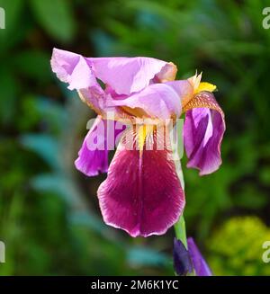 Fiore porpora bearded iris o Iris geranica (latino Iris germanica) nel giardino estivo Foto Stock