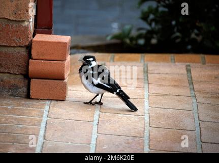 Australian Magpie-Lark (Grallina cyanoleuca) Foto Stock