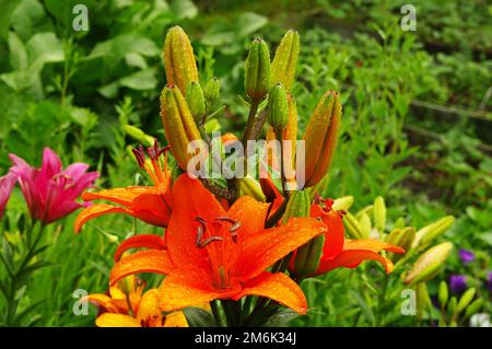 Bellissimi gigli fioriti Foto Stock