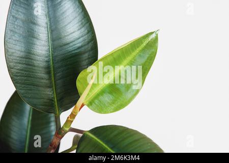 Ficus elastica houseplant verde foglie contro la parete bianca, spazio copia Foto Stock