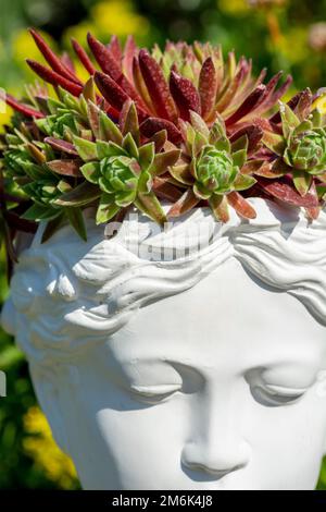 Piantatrice di busto Venere senza Dio fatta di intonaco con Houseleek crescente o Sempervivum. Foto Stock