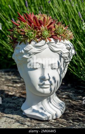 Piantatrice di busto Venere senza Dio fatta di intonaco con Houseleek crescente o Sempervivum. Foto Stock