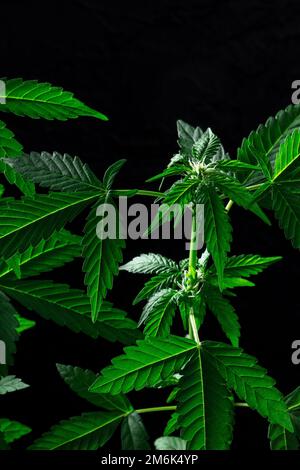 Piante di cannabis in fiore su sfondo nero. Coltivazione di marijuana Foto Stock