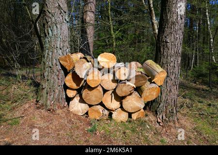 Legna da ardere nella foresta di conifere Foto Stock