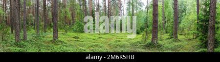 Paesaggio della Bielorussia - pineta Foto Stock